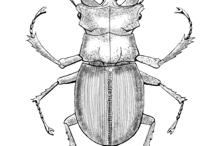 Drawing of beetle.